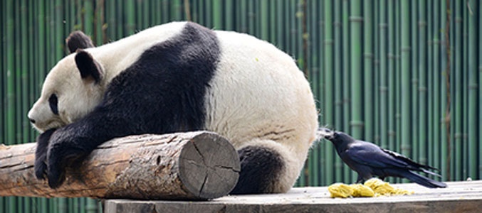 Самая ленивая панда