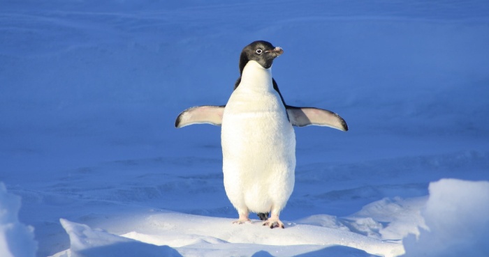 Почему пингвины не мерзнут?