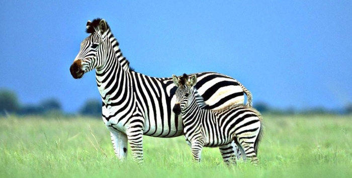 Почему зебра полосатая и сколько у нее полосок