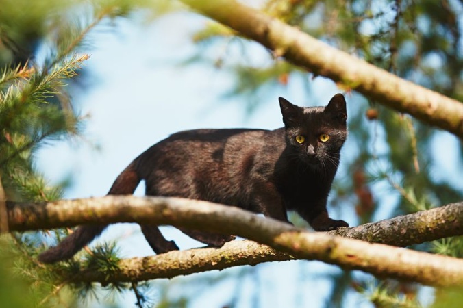Кто снимает с деревьев кошек?