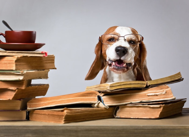 Собака-читака. В Московском дворце пионеров открыли сеансы чтения книг с собакой