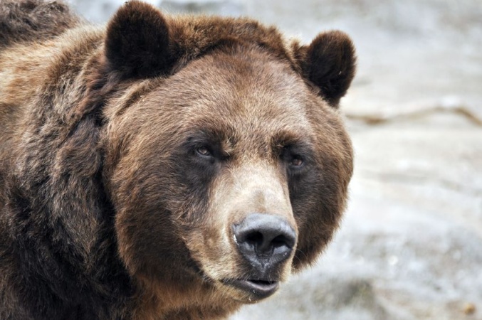 Медведь устроил берлогу прямо посреди города под Челябинском