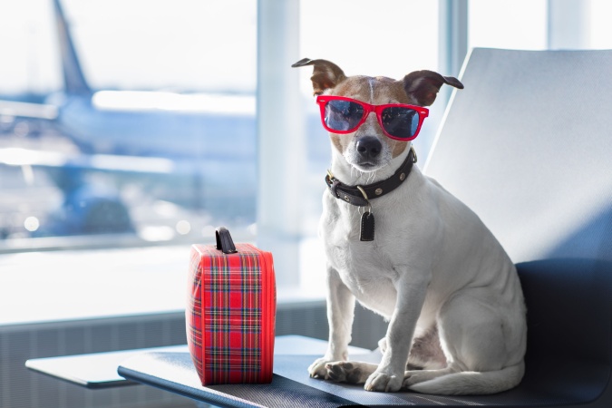 В аэропорту Домодедово специально обученные собаки помогут пассажирам справиться с тревогой