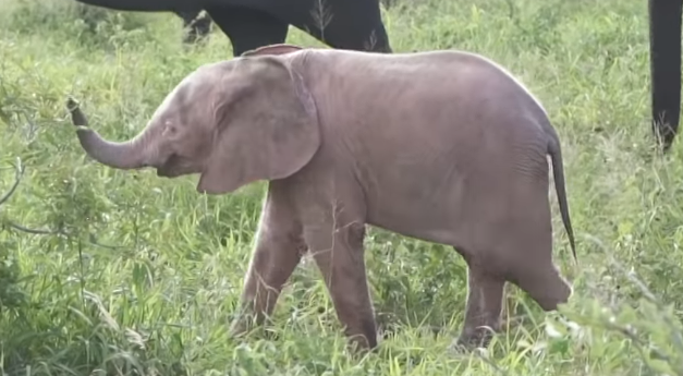 В ЮАР родился розовый слонёнок