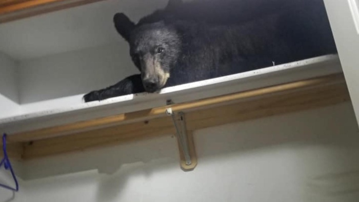В США медвежонок пробрался в дом, запер дверь изнутри и как следует выспался