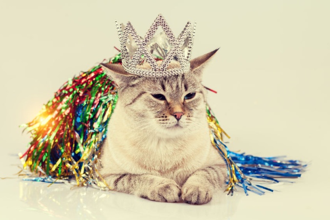 8 августа - Международный день котиков