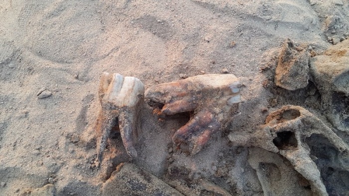 5-летний мальчик играл в палеонтолога и случайно нашел настоящие кости древнего носорога