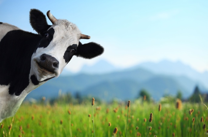 Учёные научились понимать мычание коров