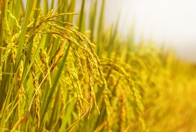 В Китае собрали урожай “космического” риса