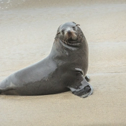 В цирке Никулина родилась малышка морской котик — новая звезда манежа!